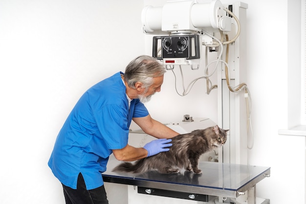 Free photo close up on veterinary doctor taking care of pet