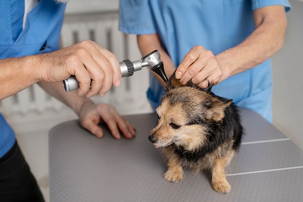 Free Photo close up on veterinary doctor taking care of pet