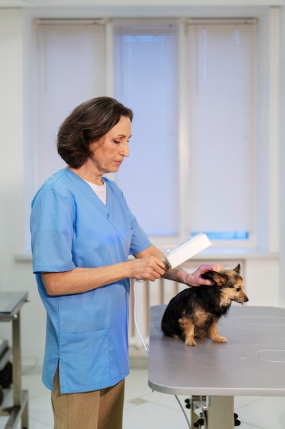 Close up on veterinary doctor taking care of pet