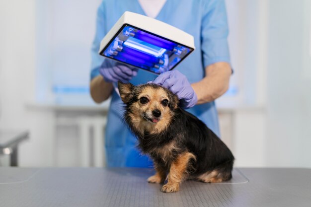 Free Photo close up on veterinary doctor taking care of pet