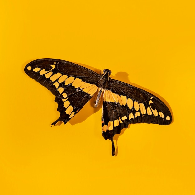 Free photo close-up view of beautiful butterfly concept