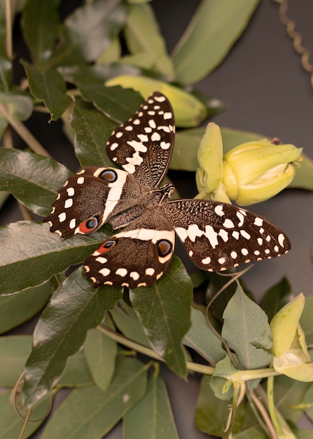 Free Photo close-up view of beautiful butterfly concept