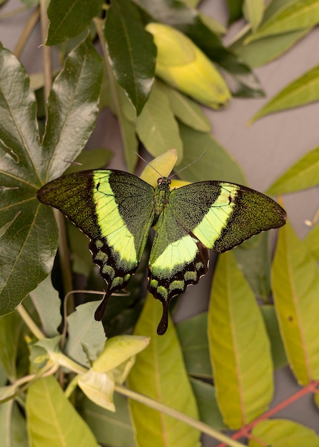 Free Photo close-up view of beautiful butterfly concept