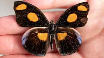 Free photo close-up view of beautiful butterfly concept