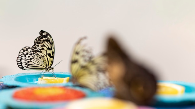 Free photo close-up view of beautiful butterfly concept