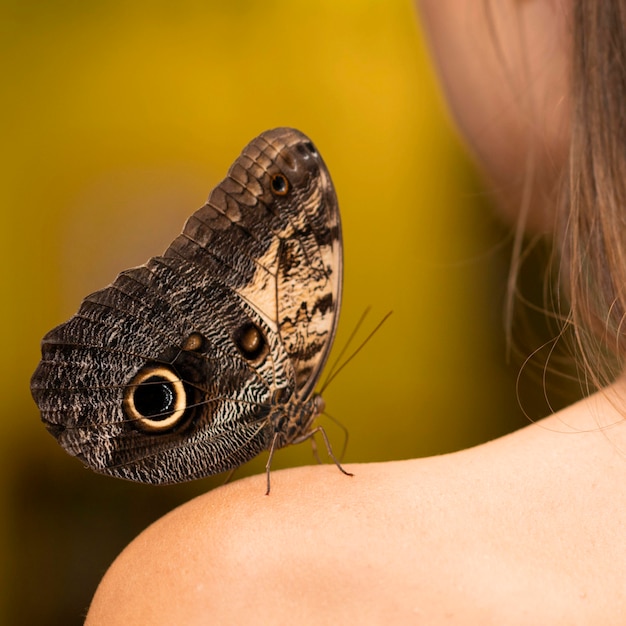 Free photo close-up view of beautiful butterfly concept