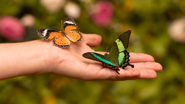 Free photo close-up view of beautiful butterfly concept