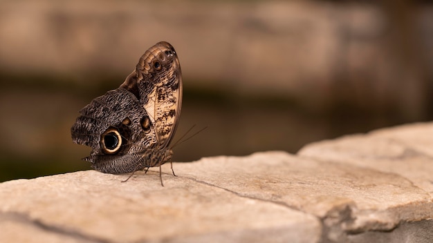 Free photo close-up view of beautiful butterfly concept