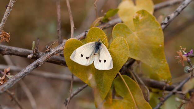 Close-up view of beautiful butterfly concept