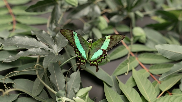 Free photo close-up view of beautiful butterfly concept