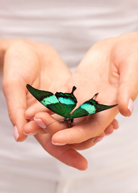 Close-up view of beautiful butterfly on hand