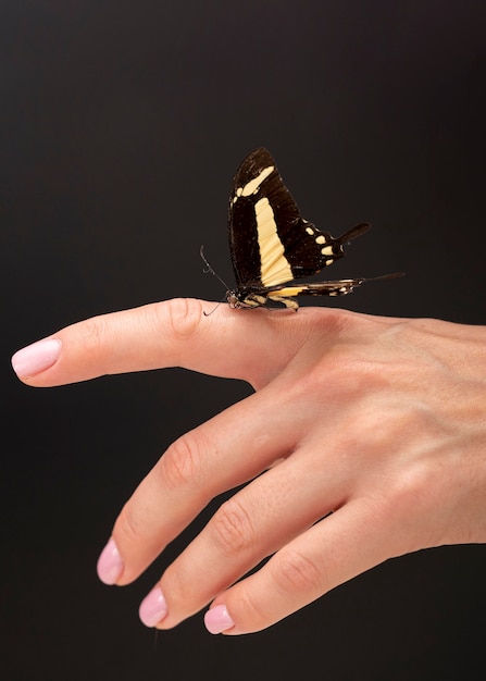 Close-up view of beautiful butterfly on hand