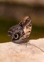 Free photo close-up view of beautiful butterfly on shoulder