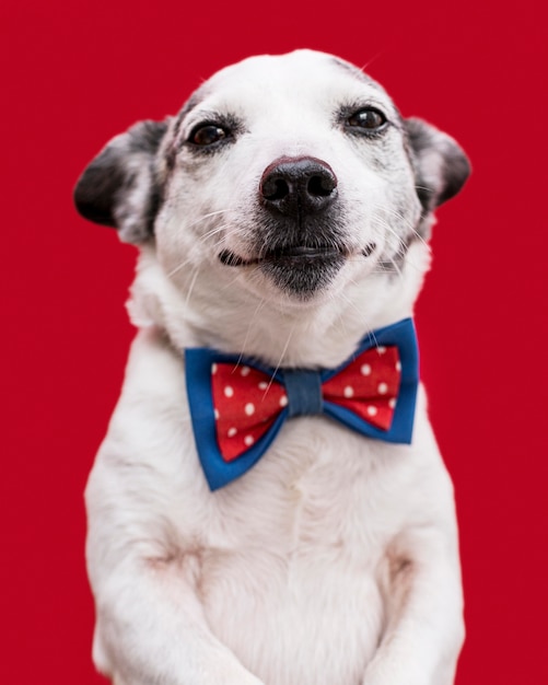 Free photo close-up view of beautiful dog with bow tie