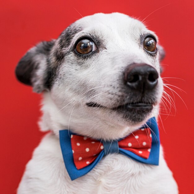 Close-up view of beautiful dog with bow tie