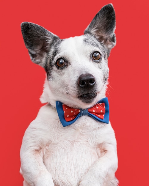 Free Photo close-up view of beautiful dog with bow tie