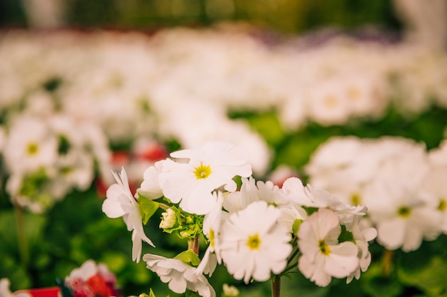 Close-up view of a blooming plant or shrub with bunches of small white flowers