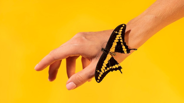 Close-up view of butterfly on hand