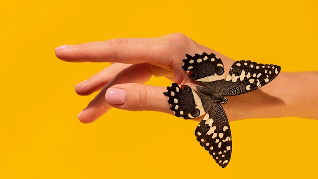 Free Photo close-up view of butterfly on hand