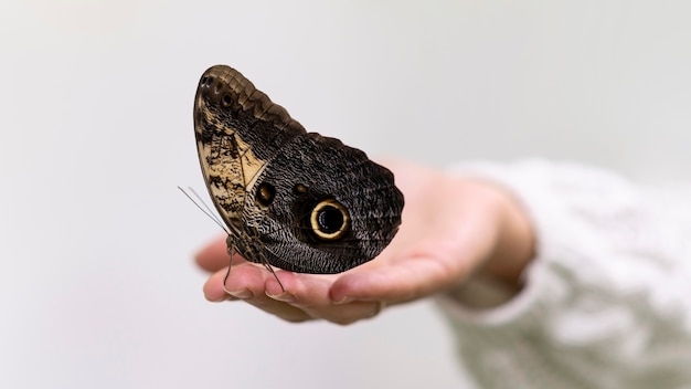 Free photo close-up view of butterfly on hand