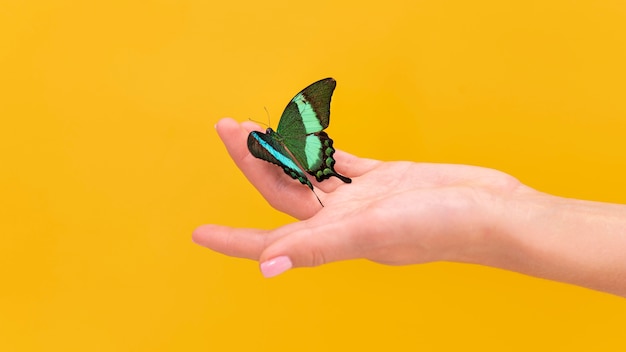 Free Photo close-up view of butterfly sitting on hand