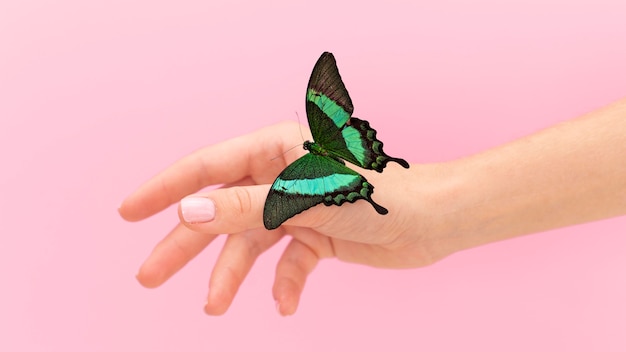 Free photo close-up view of butterfly sitting on hand