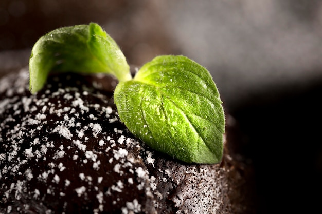 Close-up view of chocolate concept with mint leaves