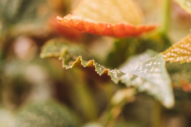 Free photo close up view of different leaves