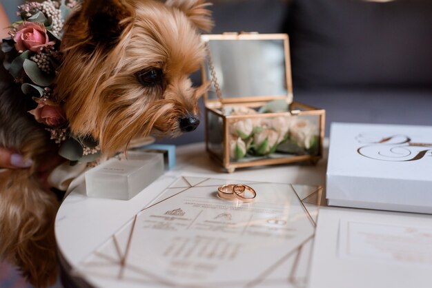 Close up view of dog looking at wedding rings among other bridal accessories