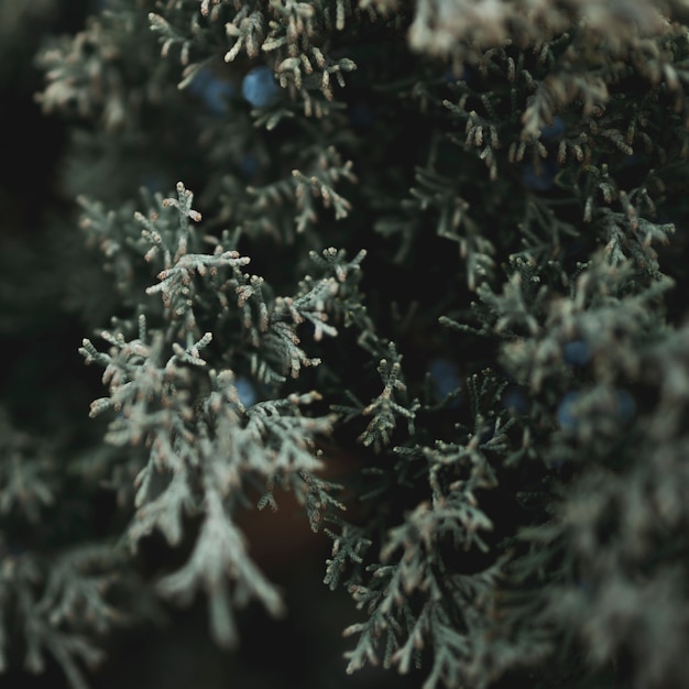 Free Photo close-up view of green leafs concept