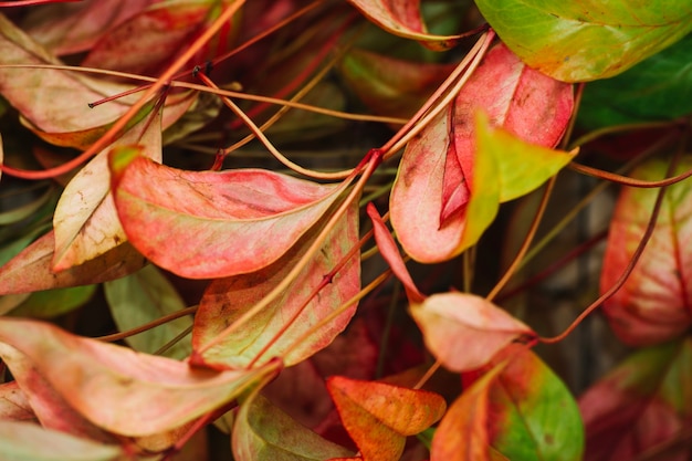 Free Photo close up view of leaves