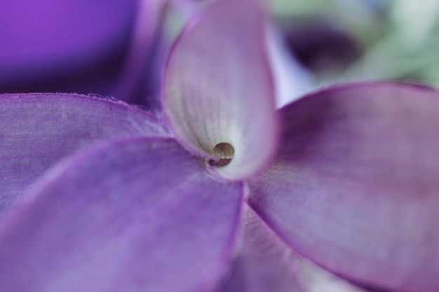 Free photo close up view of purple leaf