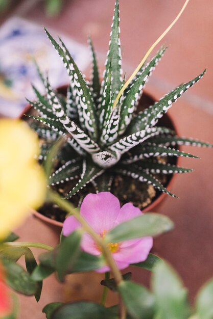 Close up view of small plant