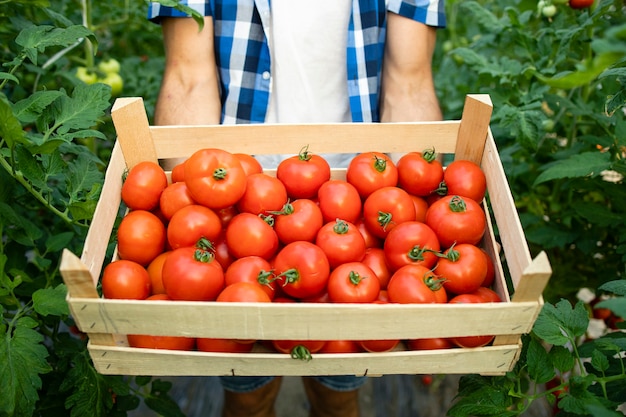 Close up view of wooden crate full of red tasty tomato vegetables