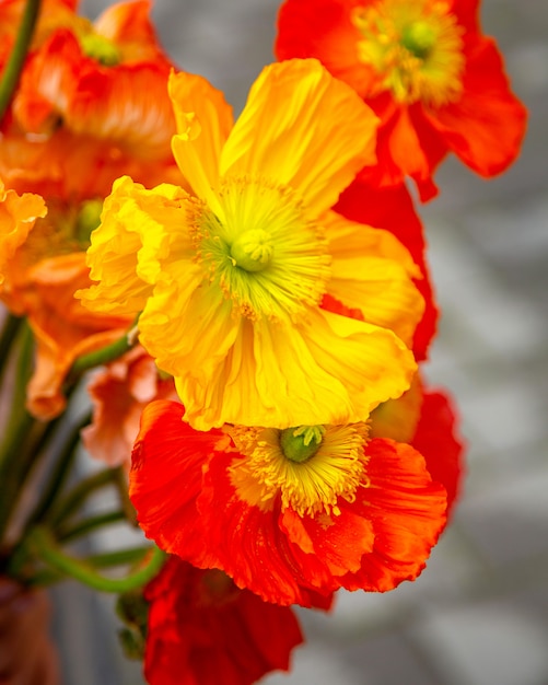 Close up view of yellow anemone flowers bouquet