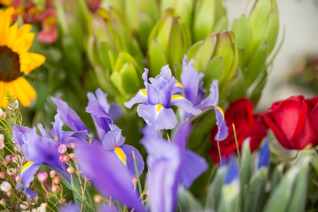 Close-up of violet iris flowers