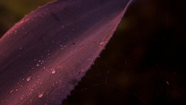 Free photo close-up of water drop on cactus plant