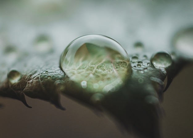 Free Photo close-up of a water drop on a plant's leaf