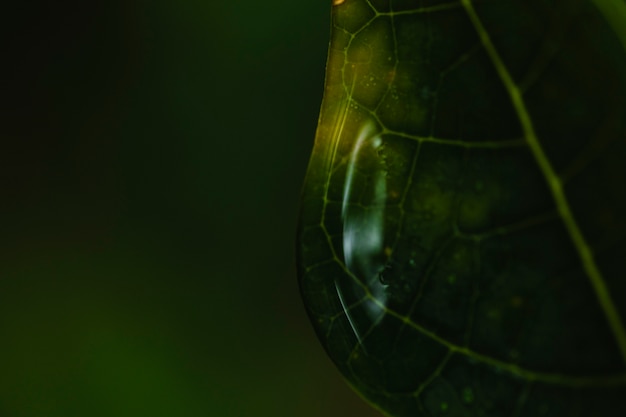 Free Photo close-up water droplets on leaf