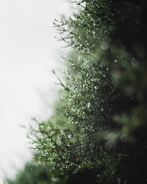 Free photo close-up of water drops on green plant with white light