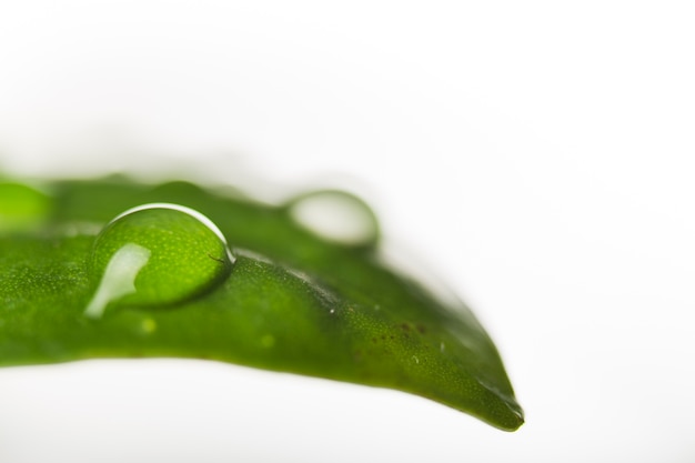 Free photo close up of water drops on leaf