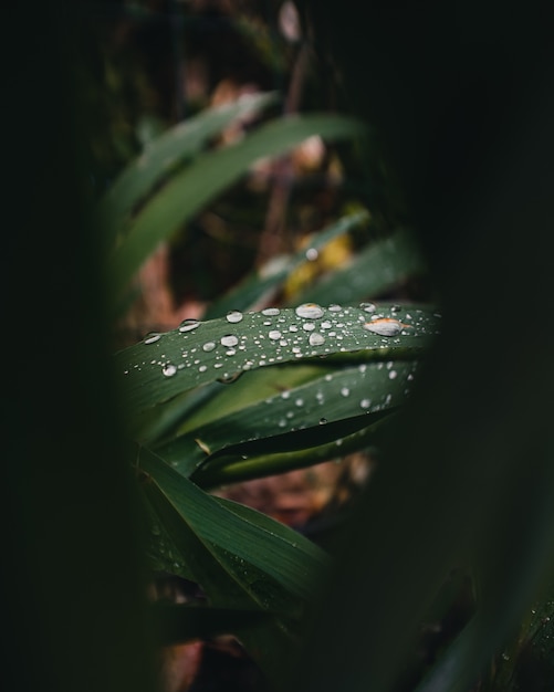 Free Photo close-up of water drops on a plant's leaves