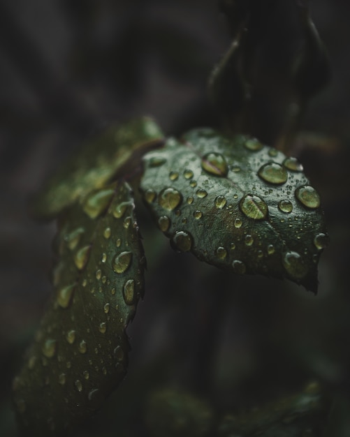 Free photo close-up of water drops on a plant's leaves