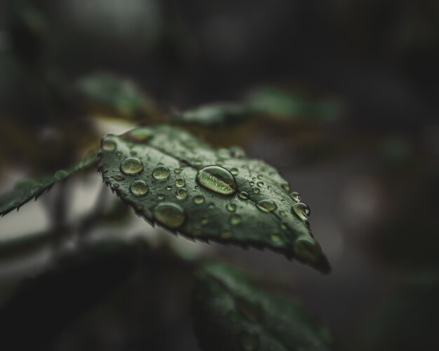 Close-up of water drops on plant's leaves