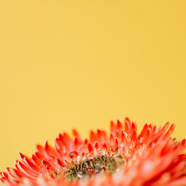 Close-up water on flower petals