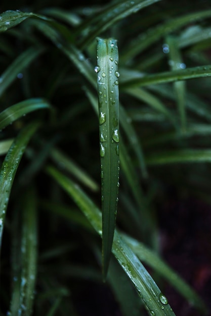 Free photo close-up water on grass blade