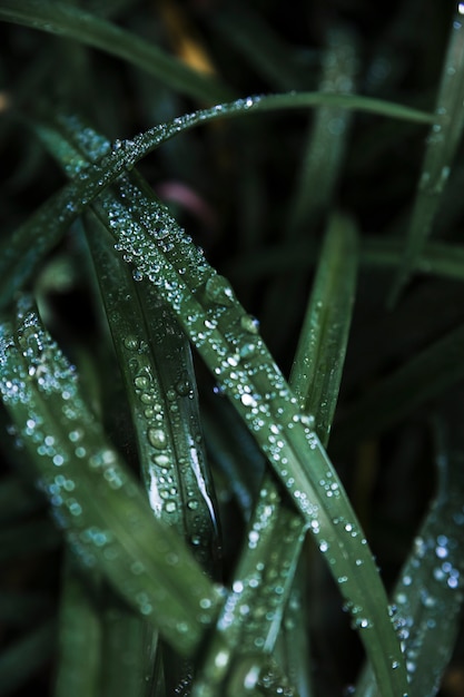 Free Photo close-up water on grass