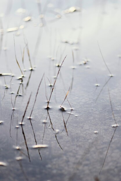 Close-up water plant in daylight