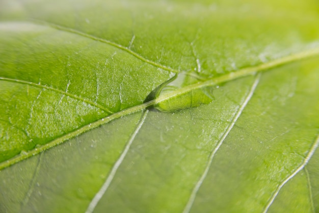 Free photo close-up water texture on leaf