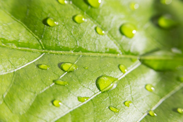 Close-up water texture on leaf